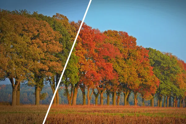 Camera Raw-Presets für Fotografen und Bildbearbeiter: Herbst