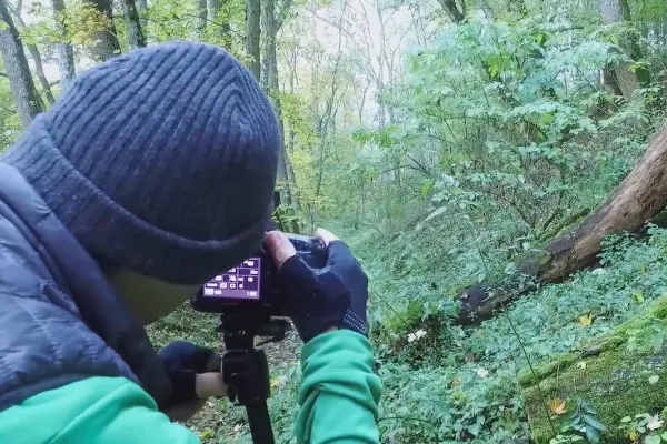 Herbststimmung mit dem Lichtemotionist – 12 Bildgestaltung mit Waldweg