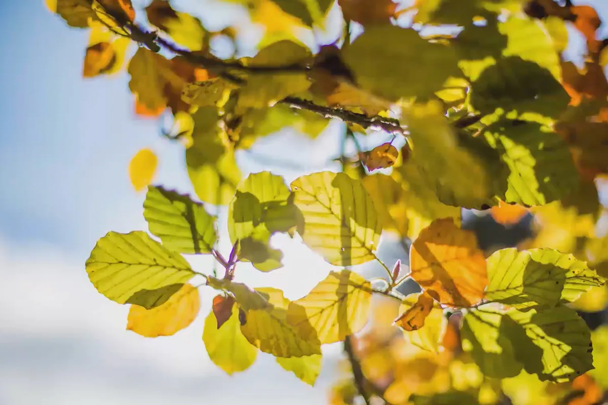 Herbststimmung mit dem Lichtemotionist – 17 Herbst im Detail