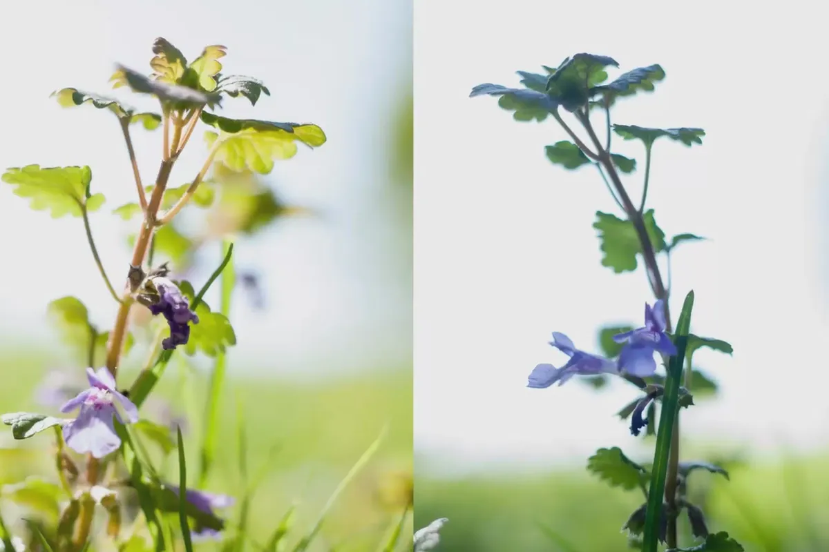 Învățarea fotografiei - cursul mare de fotografie: 10.2 Lumină dură sau moale?