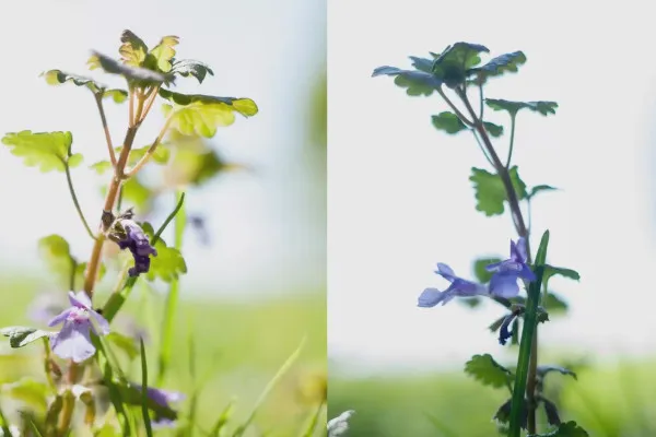 Învățarea fotografiei - cursul mare de fotografie: 10.2 Lumină dură sau moale?