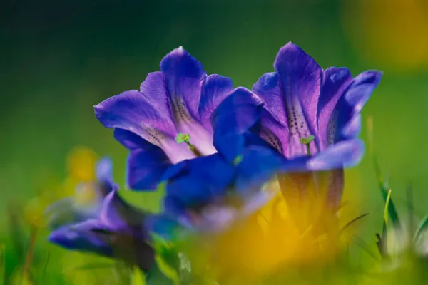 Fotografie de munte: floare, fotografie macro