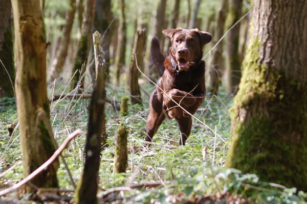 Fotografie profesională de animale: Un câine aleargă prin pădure