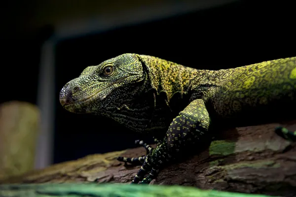 Fotografie de animale profesionistă: Exemplu de fotografie pentru fotografierea reptilelor.