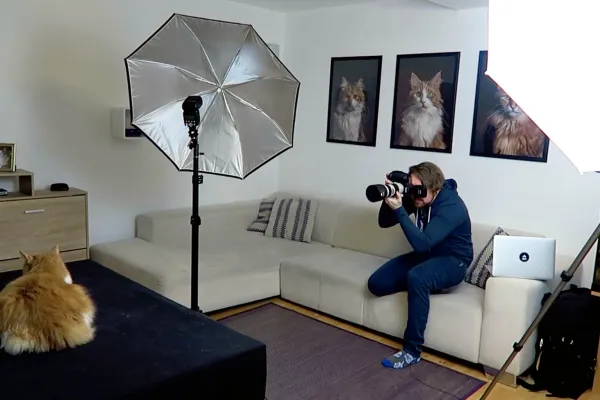 Hinter den Kulissen bei einem Katzen-Shooting