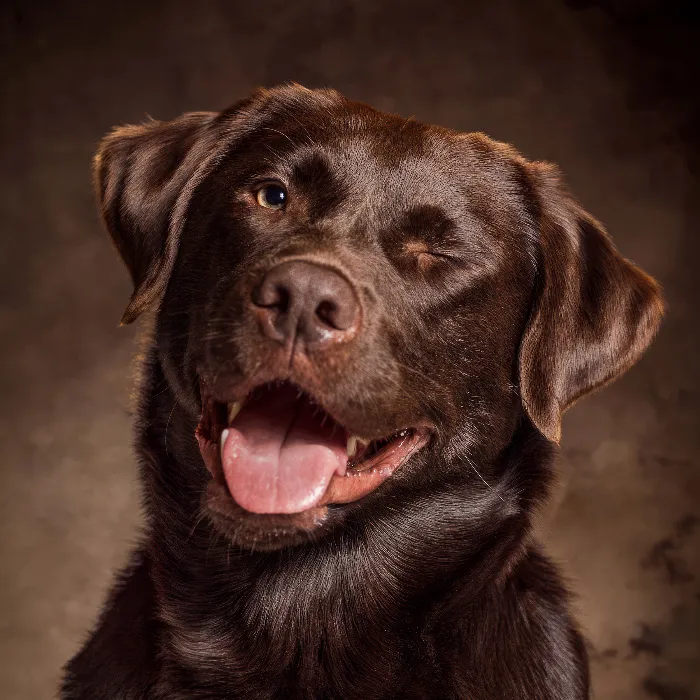 Hunde-Portraits fotografieren – Fotoshooting im Studio