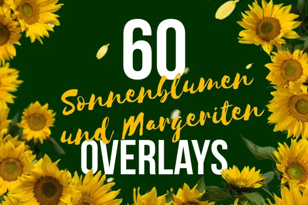 Bilder von Sonnenblumen und Margeriten