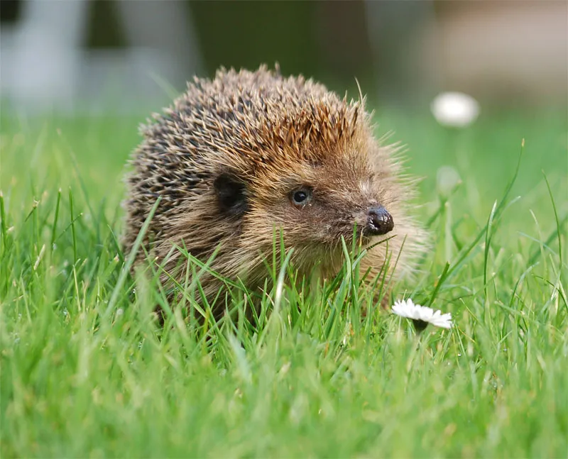 Fotografie cu animale parte 01: Introducere subiect animal - animalic bine.