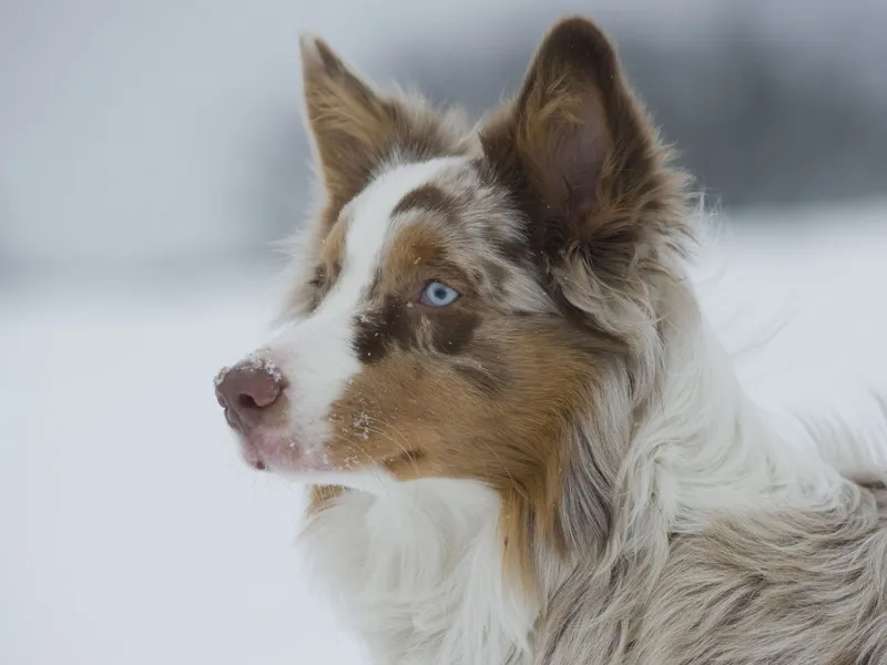 Fotografie cu animale Partea 02: Echipamentul potrivit