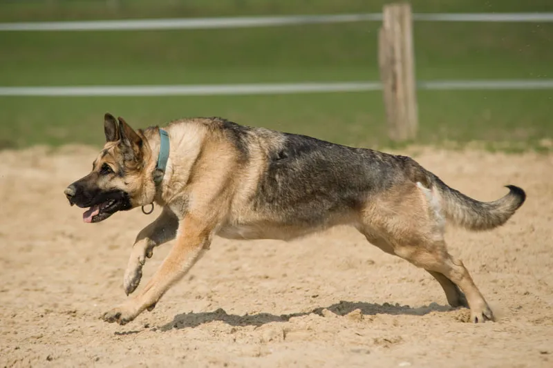 Fotografia de animale Partea 03: Principalele probleme: Lumină și claritate