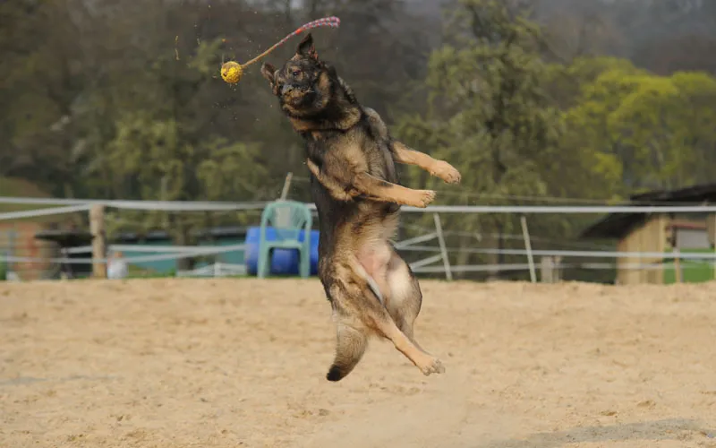 Fotografia de animale parte 03: Principalele probleme: lumină și claritate