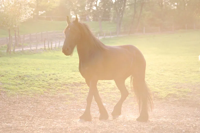 Fotografia de animale parte 03: Problemele principale: lumină și claritate