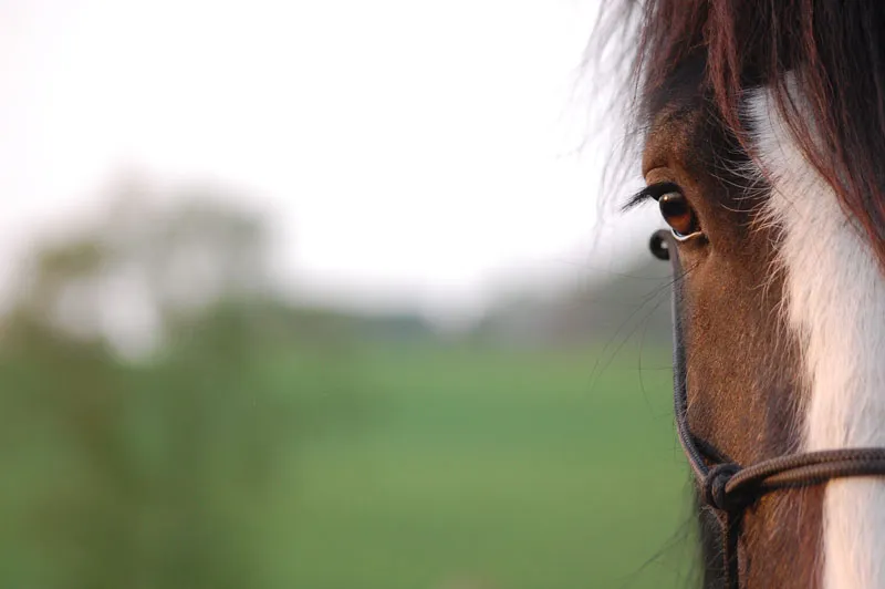 Fotografiea de animale Partea 04: Contează imprimarea