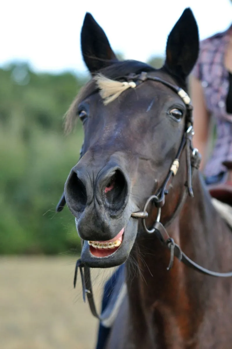 Fotografia cu animale Partea 04: Detaliul contează