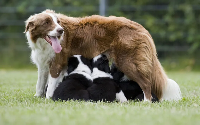 Fotografia de animale Partea 05: Pregătirile și planificarea pentru ședință.