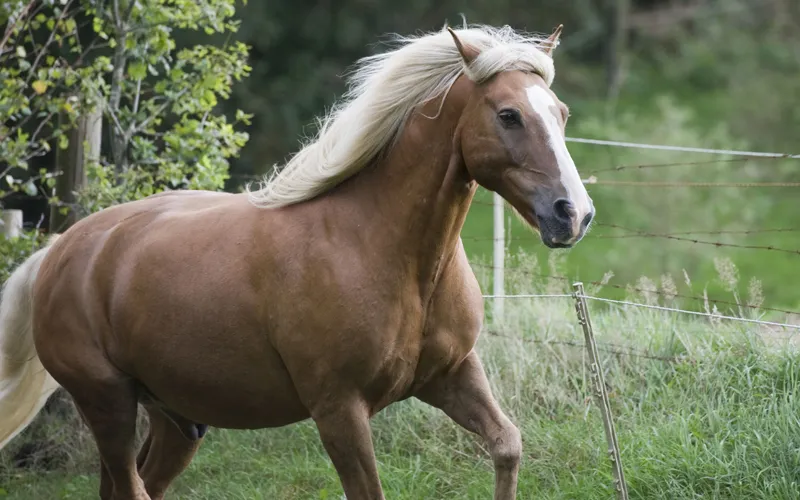 Fotografia de animale partea 05: Pregătiri şi planificare pentru şedinţă