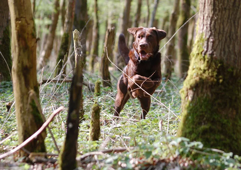 Tierfotografie Teil 06: Hundefotografie