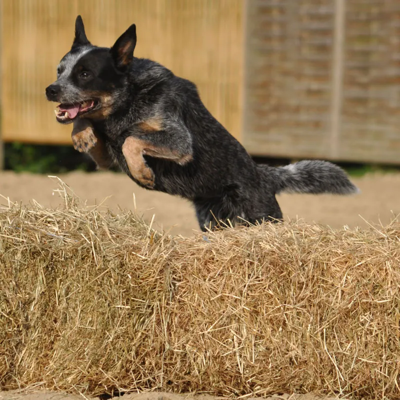 Tierfotografie Teil 06: Hundefotografie