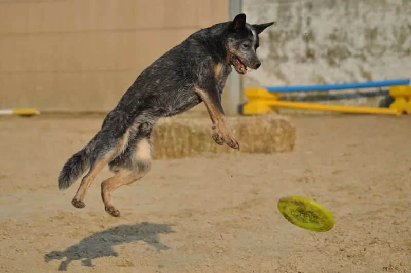 Tierfotografie Teil 06: Hundefotografie