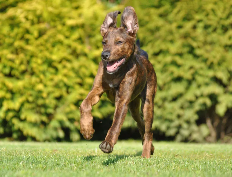 Tierfotografie Teil 06: Hundefotografie