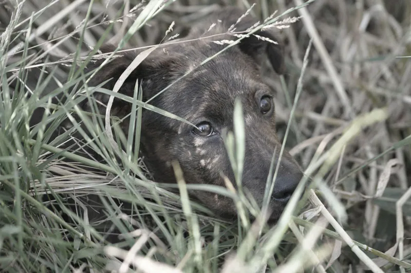 Tierfotografie Teil 06: Hundefotografie