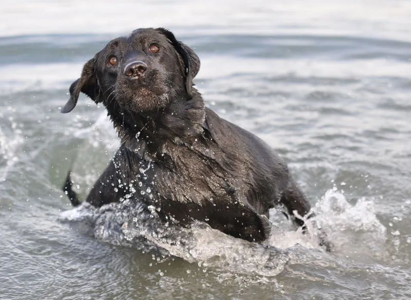 Tierfotografie Teil 06: Hundefotografie