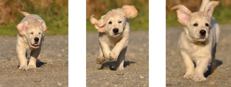 Tierfotografie Teil 06: Hundefotografie