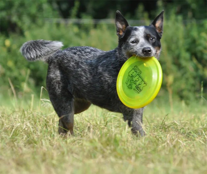 Tierfotografie Teil 06: Hundefotografie