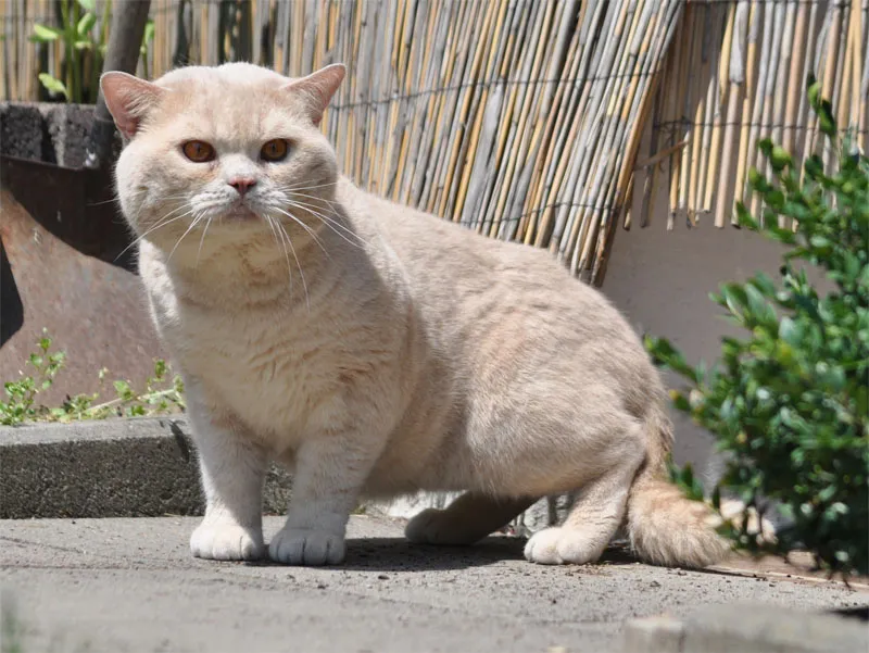 Tierfotografie Teil 07: Katzenfotografie