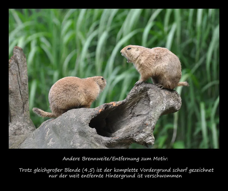 Fotografie cu animale Partea 07: Fotografie de pisici