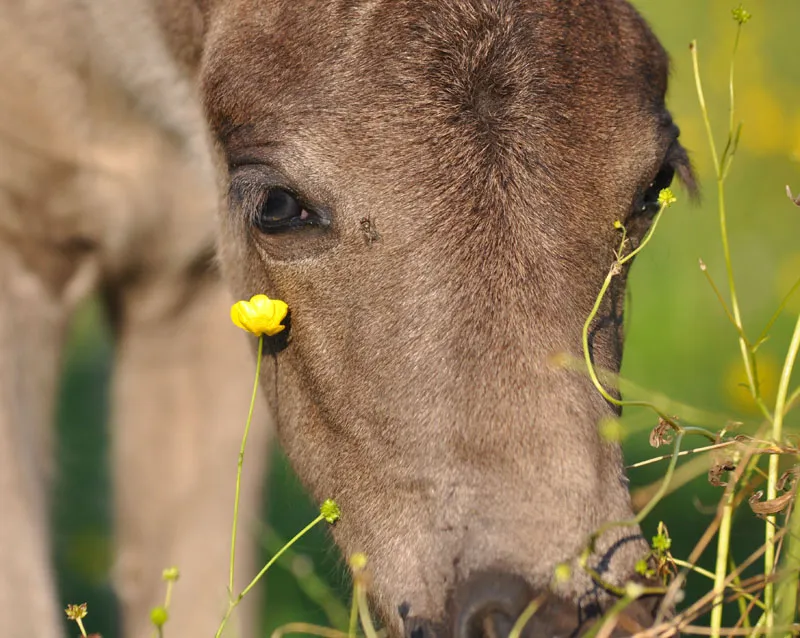 Fotografie cu animale parte 08: Fotografie cu cai