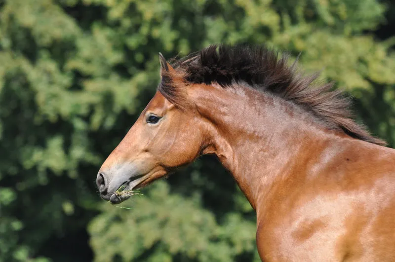 Fotografie cu animale Partea 08: Fotografii cu cai