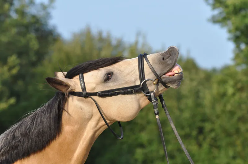 Fotografie cu animale Partea 08: Fotografie cu cai