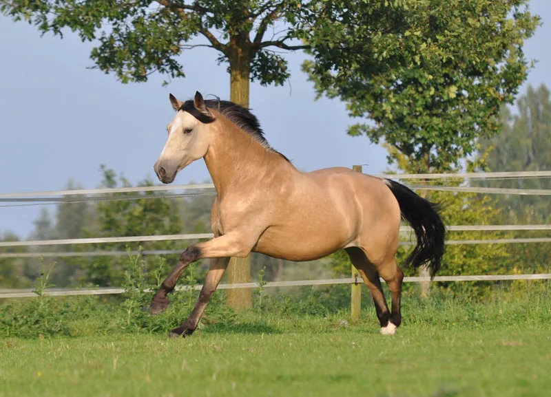 Fotografie cu animale Partea 08: Fotografie cu cai