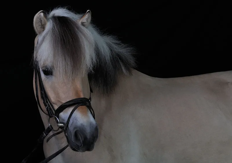 Fotografie cu animale partea 08: Fotografie de cai