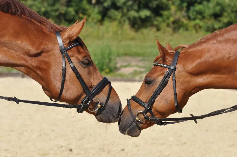 Fotografie de animale parte 08: Fotografie cu cai.