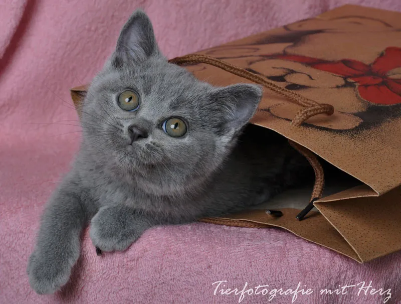 Tierfotografie Teil 10: Indoor-Shootings - die Studiofotografie