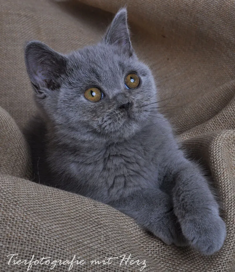 Tierfotografie Teil 10: Indoor-Shootings - die Studiofotografie