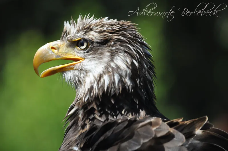 Tierfotografie Teil 11: Outdoor-Shootings