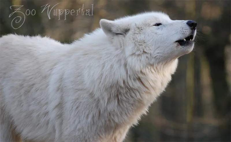 Tierfotografie Teil 11: Outdoor-Shootings