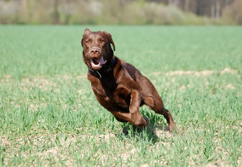 Tierfotografie Teil 11: Outdoor-Shootings