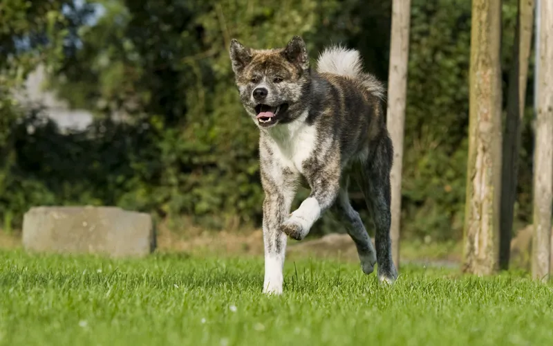 Fotografie de animale parte 13: Diverse sfaturi generale