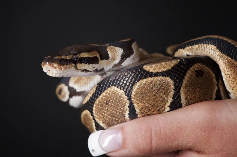 Tierfotografie Teil 14: Reptilienfotografie