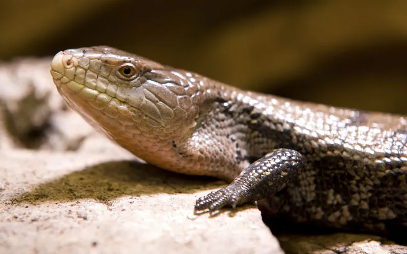 Tierfotografie Teil 14: Reptilienfotografie