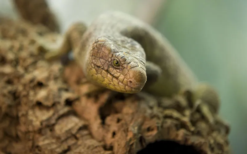 Tierfotografie Teil 14: Reptilienfotografie