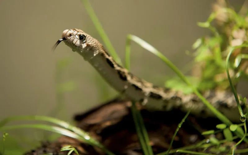 Tierfotografie Teil 14: Reptilienfotografie