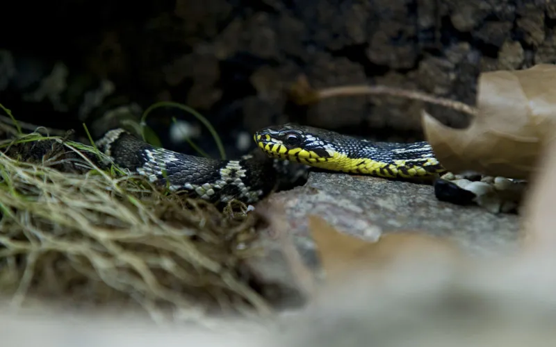 Tierfotografie Teil 14: Reptilienfotografie